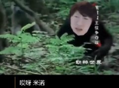 哎呀米诺是什么意思 哎呀米诺的艺术价值