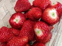 墨茶吃草莓
