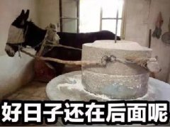 好日子还在后头呢表情包 驴拉磨最后变驴胶